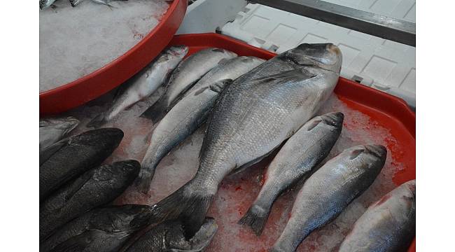 2 kilogramlık çipura 100 TL'den satılıyor