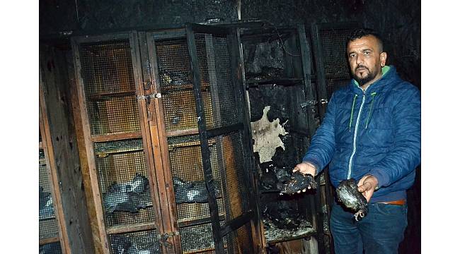 70 güvercini yakarak telef ettiler