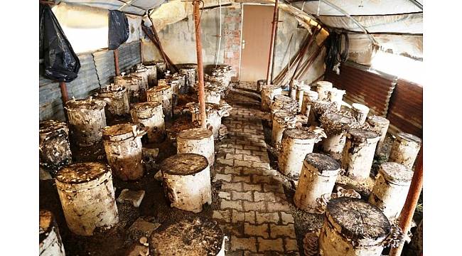 Artvin'de kayın mantarı alternatif geçim kaynağı oldu