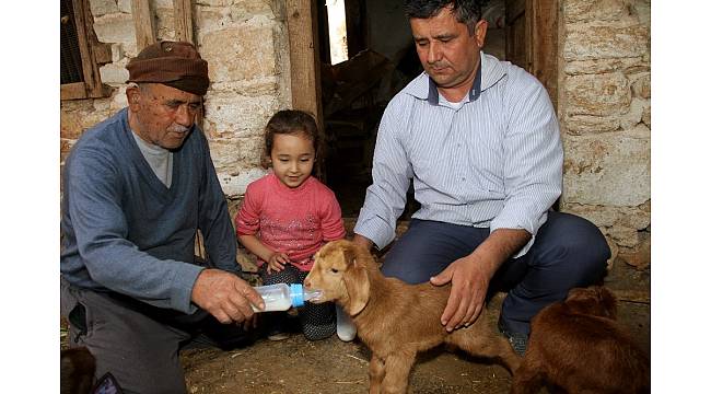 Beşiz doğuran 'Sarıkız' ve bir oğlağı doğumdan sonra telef oldu