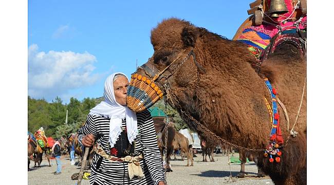 Binlerce kişi Bodrum'daki deve güreşine akın etti