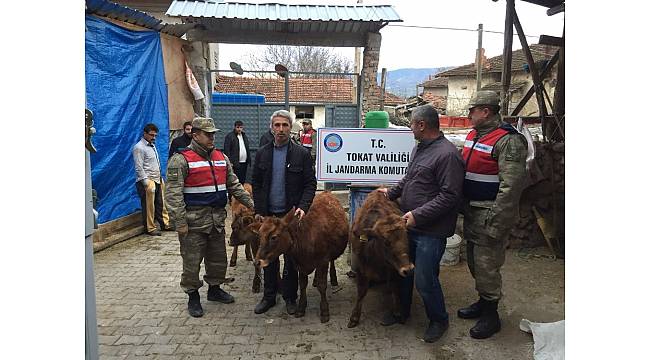 Çalınan büyükbaş hayvanlar sahiplerine teslim edildi