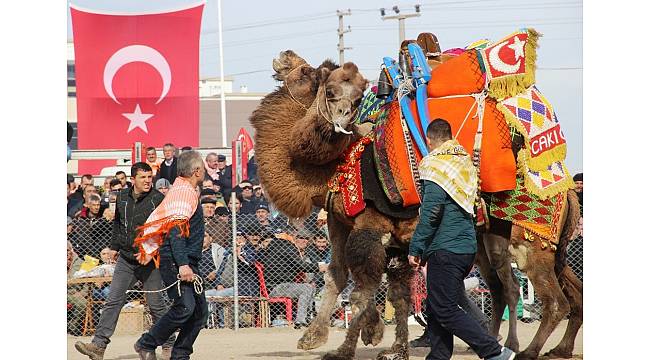 Çanakkale'de deve güreşleri nefes kesen anlara sahne oldu