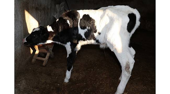 Çift başlı buzağıdan sonra 5 ayaklı buzağı