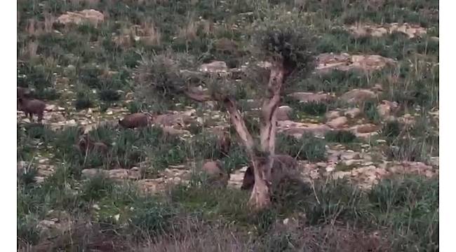 Çiftçilerin domuzlarla başı dertte