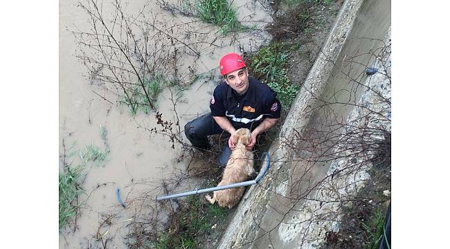 Dereye düşen köpeği itfaiye ekipleri kurtardı