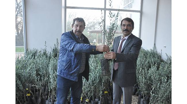Finike Ziraat Odasından ücretsiz zeytin fidanı
