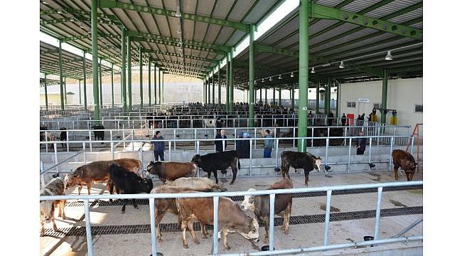 İzmit Belediyesi'nin modern hayvan pazarına yoğun ilgi