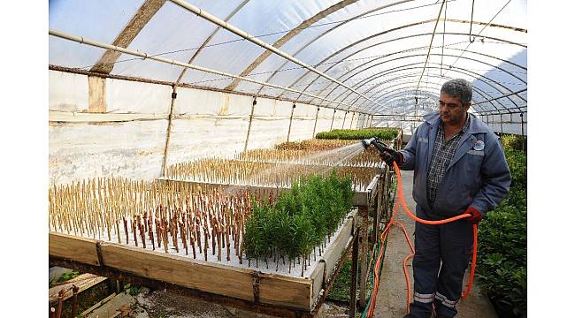 Kepez 2017'de 100 bin süs bitkisi üretti