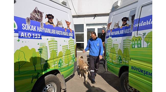 Sokak hayvanları Büyükşehirin koruması altında
