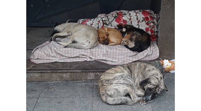 Taksim'de magandalar köpeği bıçaklayıp, kemerle dövdüler