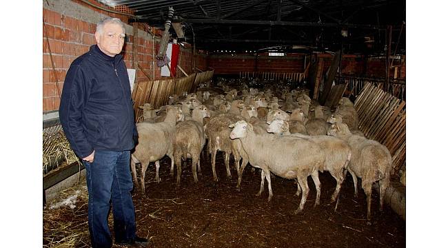 '300 koyun' için başvuruları başladı
