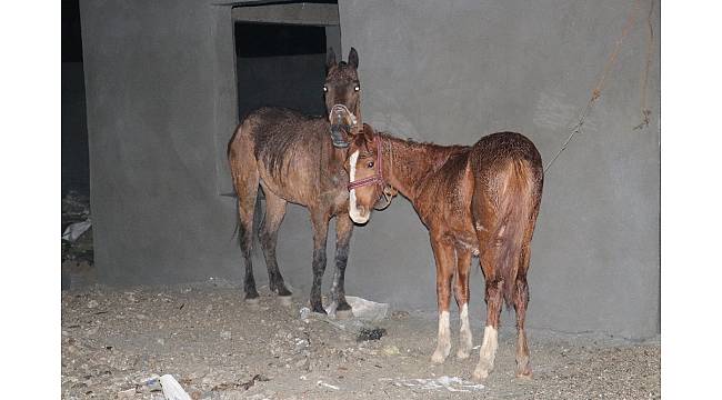 Adana'da kaçak et operasyonu