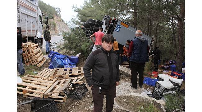 Antalya'da önüne domuz sürüsü çıkan tır devrildi