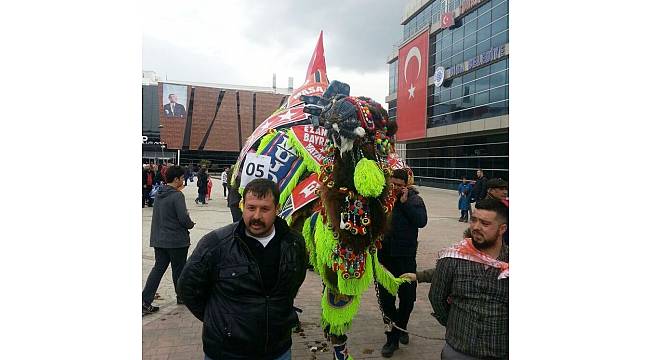 Biga'da deve güzeli yarışması