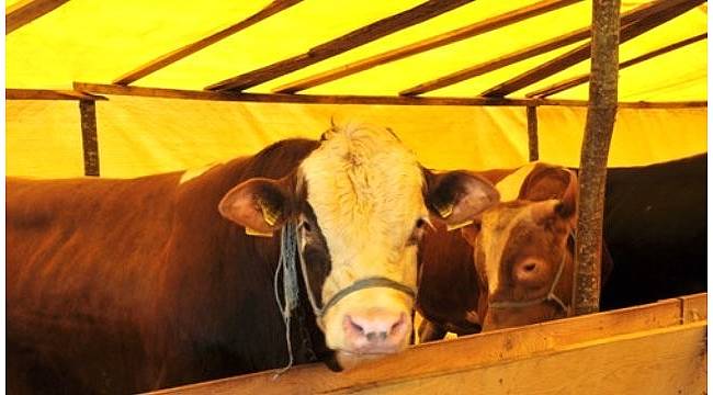 Bilecik'te bir büyükbaş hayvanda şap hastalığı çıktı
