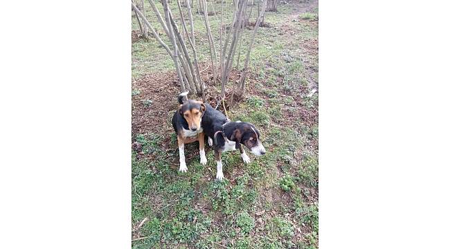 Bir haftadır kayıp olan köpekler bulundu