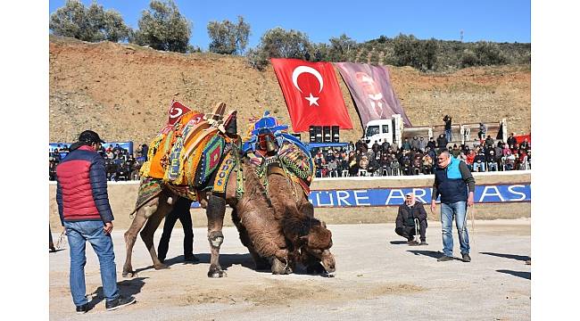 Edremit deve güreşlerine hazırlanıyor
