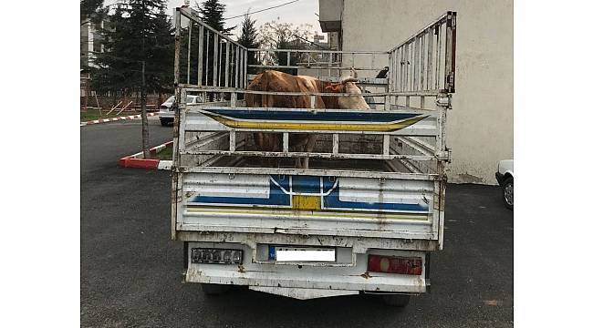 Jandarma hayvan hırsızlarını yakaladı