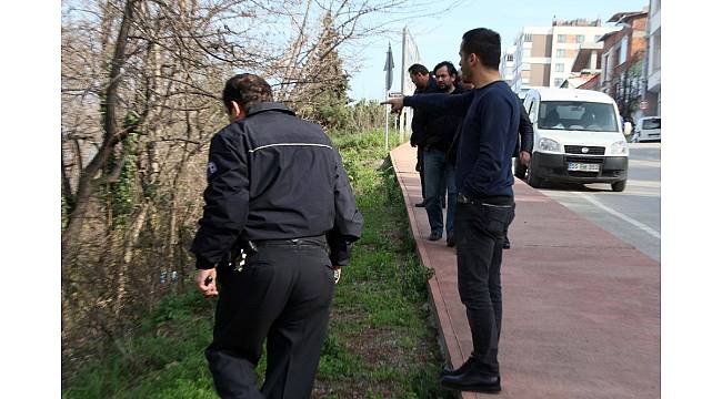 Samsun'da dev domuz alarmı