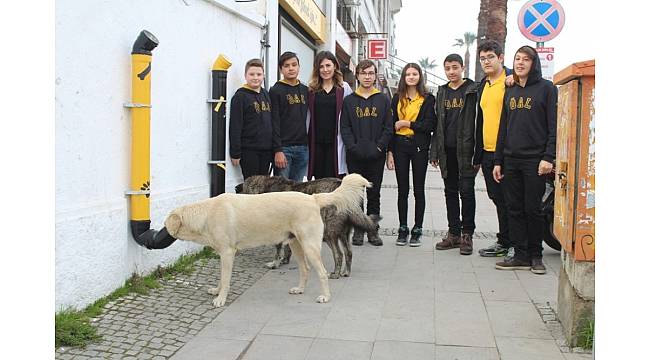Sokak hayvanları için 'Mamamatik'