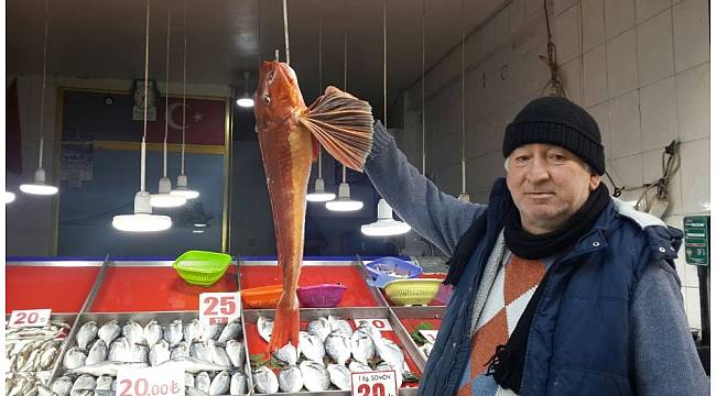 Uçar balığı ağa takıldı
