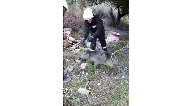 Bodrum'da itfaiyeden domuz kurtarma operasyonu