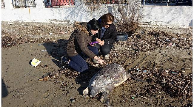Çanakkale'de ölü caretta caretta sahile vurdu