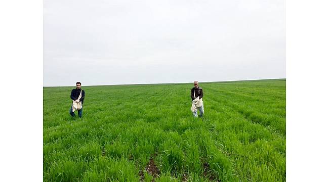 Çiftçiler ekinlerini gübrelemeye başladı