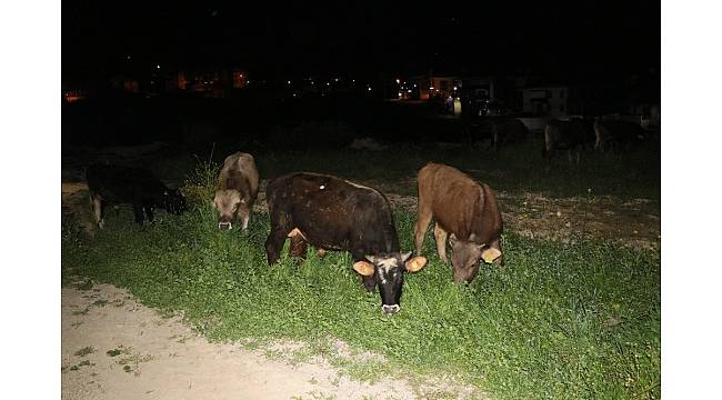 Çoban uyuya kaldı inekler şehre indi