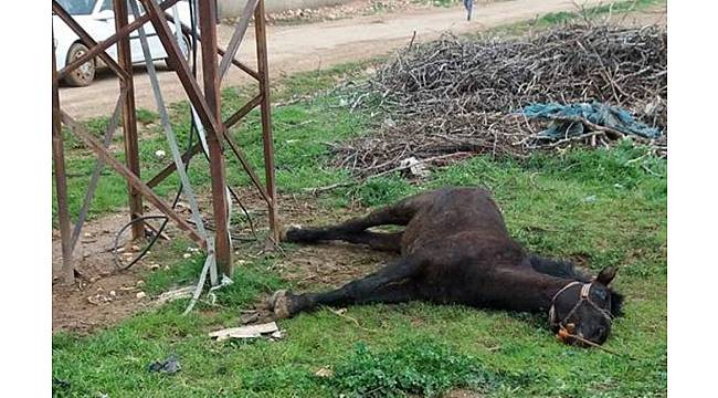 Elektrik akımına kapılan at telef oldu