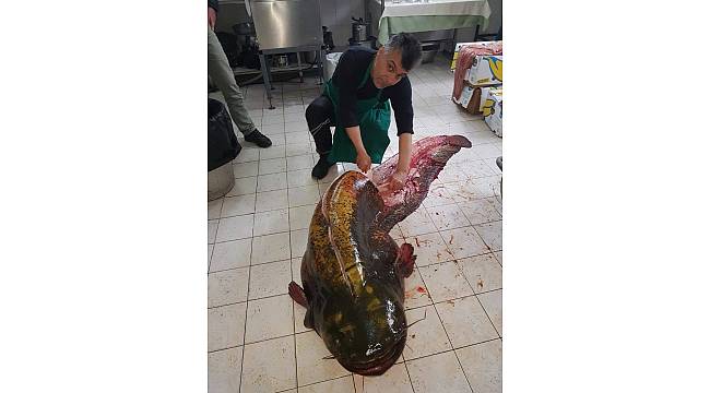 İznik Gölü'nden 2 metre 10 santim boyunda dev yayın balığı çıktı