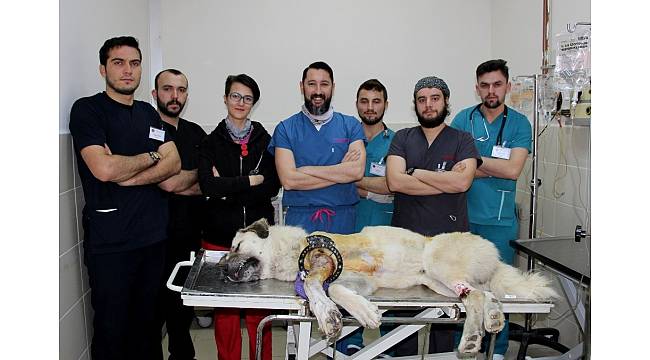 Koca yürekli veteriner hekimler