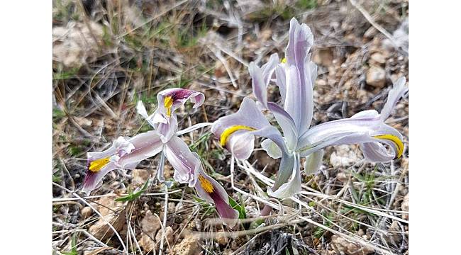 Malatya'da Nevruz Çiçekleri açtı