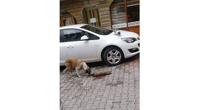 Ölen yavrusunun başından ayrılmadı