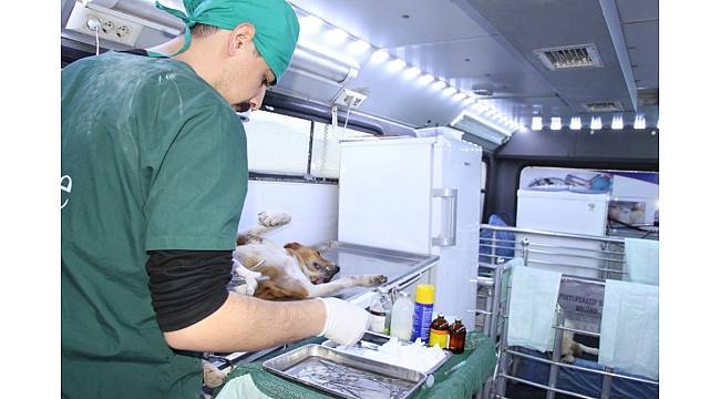 Seydişehir Belediyesinden, sokak köpeklerine mobil kısırlaştırma