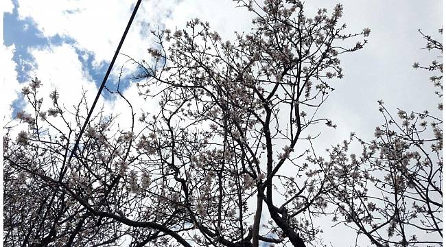 Siirt'te badem ağaçları çiçek açtı