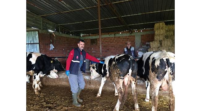Soma'da kuduz endişesi son buldu