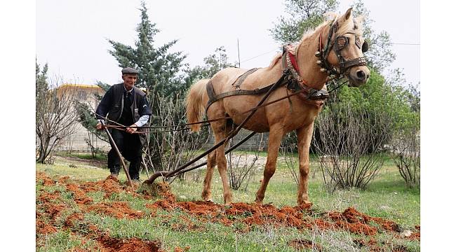 Teknoloji çağında karasabanla geçimini sağlıyor