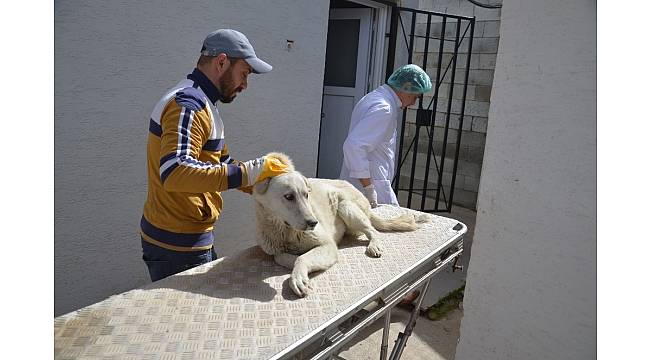 Yaralı köpek için 30 kilometre yol kat ettiler