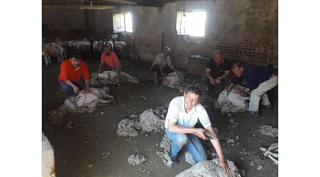 Aydın'da sıcaklar erken bastırınca koyun kırkım sezonu da erken başladı