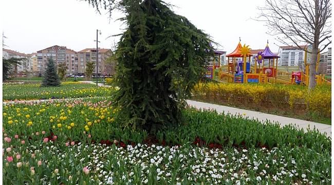 Belediye tarafından dikilen laleler çiçek açtı