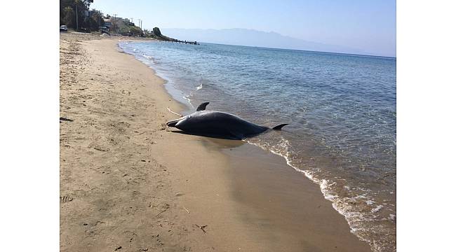 Bodrum sahilinde şok eden görüntü