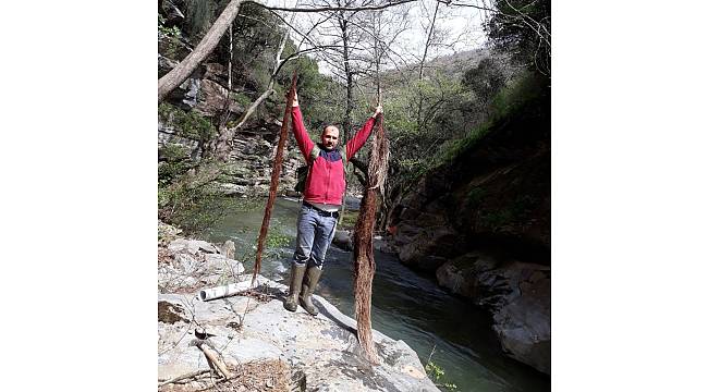 İçme suyu hattından 2 metrelik ağaç kökü çıktı