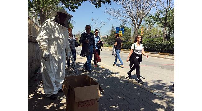 Kadıköy'ü arılar bastı