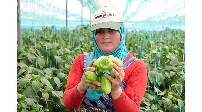 Mersin'de çiftçiler, biber fiyatlarından dertli