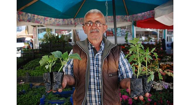 Sebze fideleri tezgahlardaki yerini aldı
