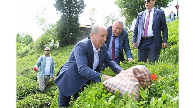 Cumhurbaşkanı adayı Muharrem İnce Rize'de çay bahçesine girip çay topladı