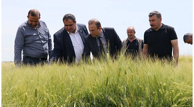 Ekili arazilerde süneyle mücadele çalışmaları başladı