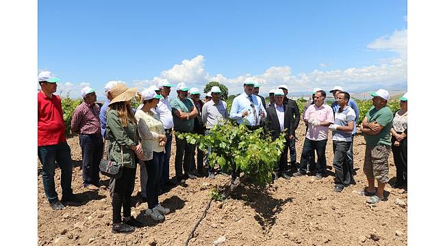 Elazığ'da bağlarda biyolojik mücadele
